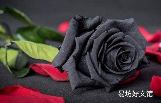 十種招鬼的花是什么? 十種招鬼的花的圖片