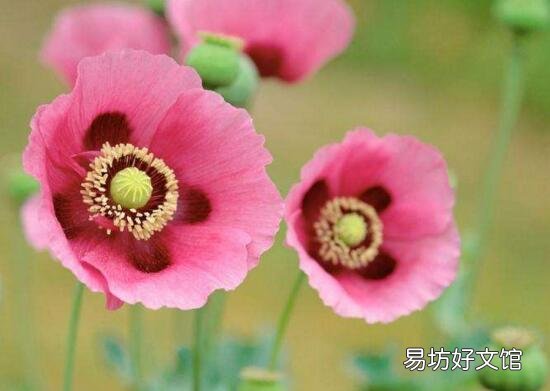 十種招鬼的花是什么? 十種招鬼的花的圖片
