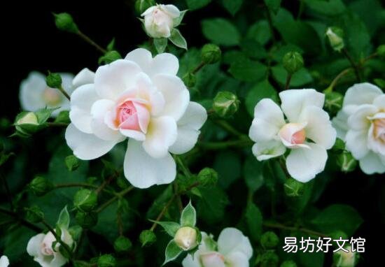 十種招鬼的花是什么? 十種招鬼的花的圖片