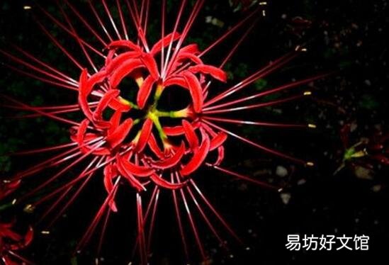 十種招鬼的花是什么? 十種招鬼的花的圖片