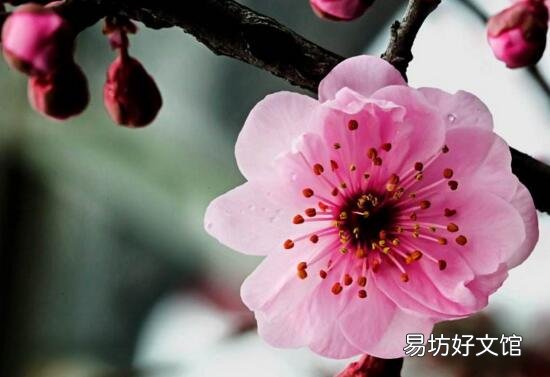 十種招鬼的花是什么? 十種招鬼的花的圖片