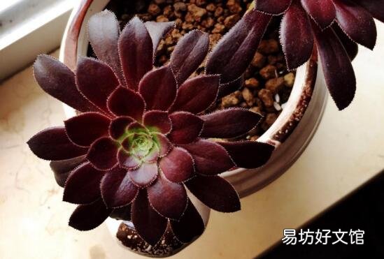 十種招鬼的花是什么? 十種招鬼的花的圖片
