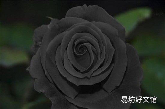 不吉利的花有哪些图片 十大不吉利花详细介绍