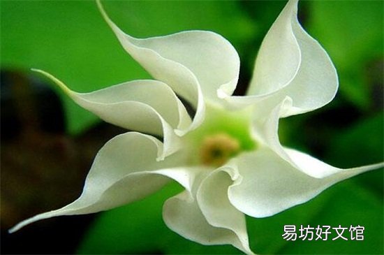 不吉利的花有哪些图片 十大不吉利花详细介绍