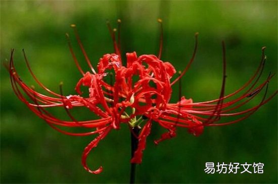 不吉利的花有哪些图片 十大不吉利花详细介绍