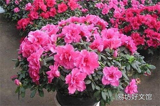 不吉利的花有哪些图片 十大不吉利花详细介绍