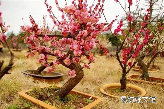 不吉利的花有哪些图片 十大不吉利花详细介绍