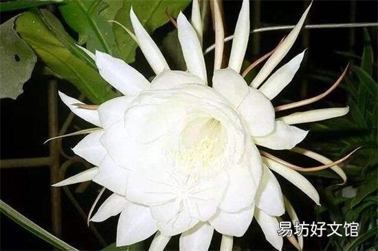 不吉利的花有哪些图片 十大不吉利花详细介绍