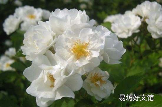 不吉利的花有哪些图片 十大不吉利花详细介绍