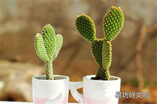 不吉利的花有哪些图片 十大不吉利花详细介绍