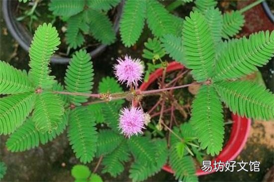 不吉利的花有哪些图片 十大不吉利花详细介绍