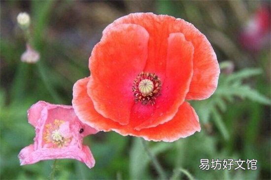 不吉利的花有哪些图片 十大不吉利花详细介绍