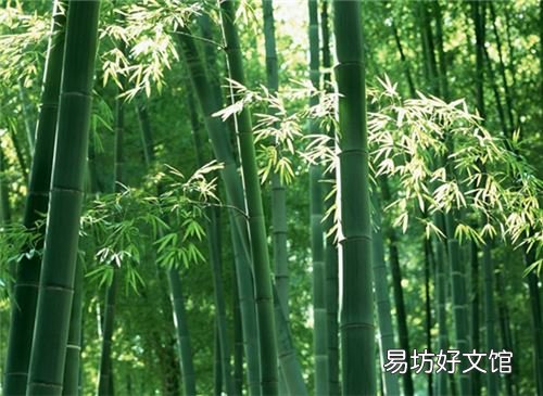 被称为花中四君子指的是什么 花中四君子是哪四种植物