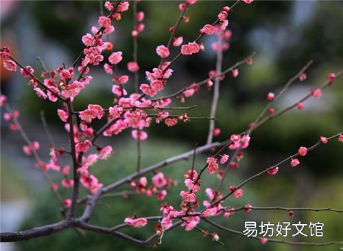 被称为花中四君子指的是什么 花中四君子是哪四种植物