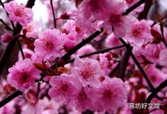 被称为花中四君子指的是什么 花中四君子是哪四种植物