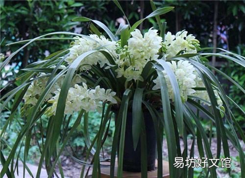 被称为花中四君子指的是什么 花中四君子是哪四种植物