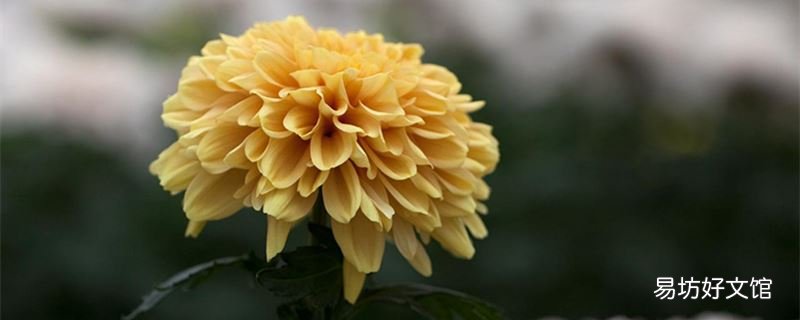 被称为花中四君子指的是什么 花中四君子是哪四种植物