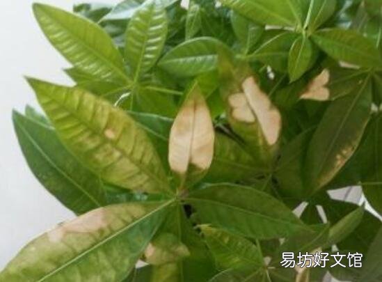 發(fā)財樹葉子干枯脫落怎樣挽救 發(fā)財樹葉子黃了該怎么辦