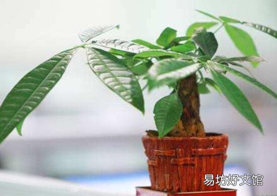 發(fā)財樹葉子干枯脫落怎樣挽救 發(fā)財樹葉子黃了該怎么辦