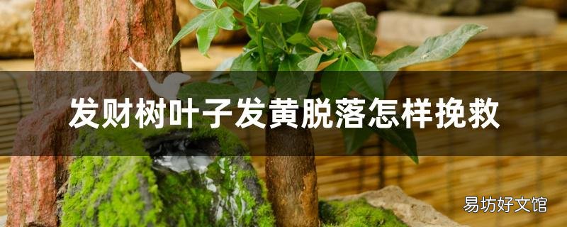 發(fā)財樹葉子干枯脫落怎樣挽救 發(fā)財樹葉子黃了該怎么辦