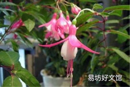 夏天倒掛金鐘室內(nèi)怎么養(yǎng) 倒掛金鐘花能在陽(yáng)臺(tái)養(yǎng)嗎
