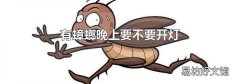 有蟑螂晚上要不要开灯