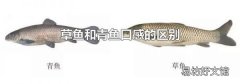 草鱼和青鱼口感的区别