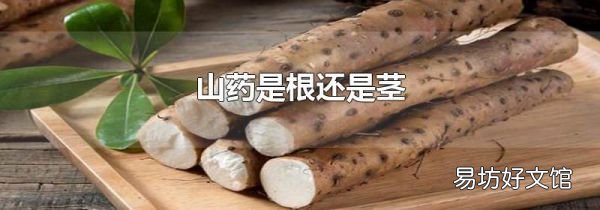 山药是根还是茎