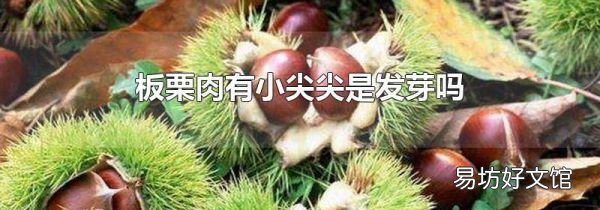 板栗肉有小尖尖是發(fā)芽嗎