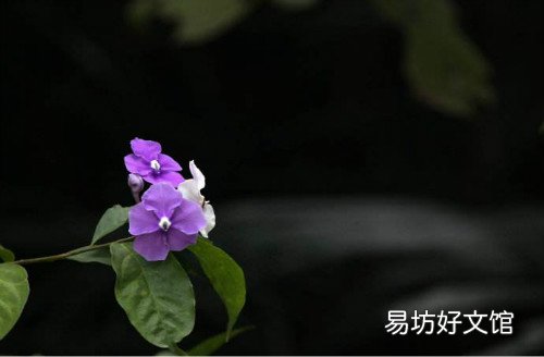 鸳鸯茉莉一年开几次花鸳鸯茉莉扦插繁殖详细步骤图解