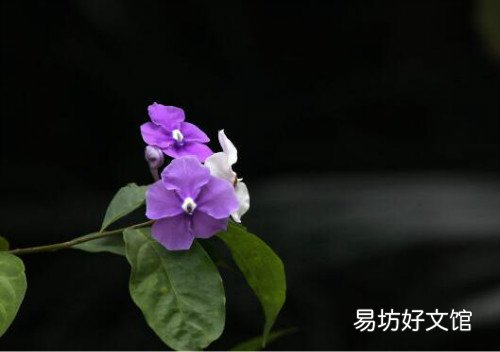 鸳鸯茉莉一年开几次花鸳鸯茉莉扦插繁殖详细步骤图解
