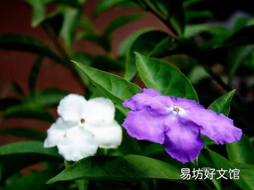 鸳鸯茉莉一年开几次花鸳鸯茉莉扦插繁殖详细步骤图解