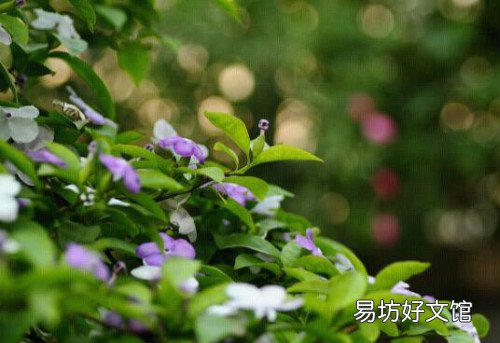 鸳鸯茉莉一年开几次花鸳鸯茉莉扦插繁殖详细步骤图解