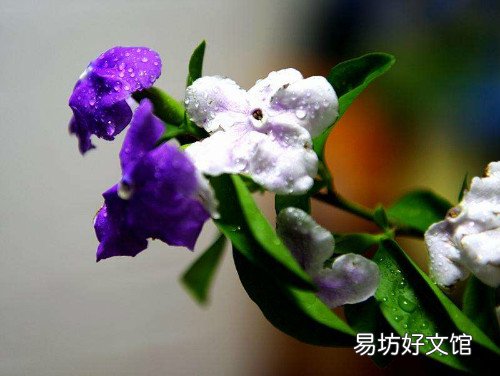 鸳鸯茉莉一年开几次花鸳鸯茉莉扦插繁殖详细步骤图解