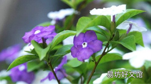 鸳鸯茉莉一年开几次花鸳鸯茉莉扦插繁殖详细步骤图解