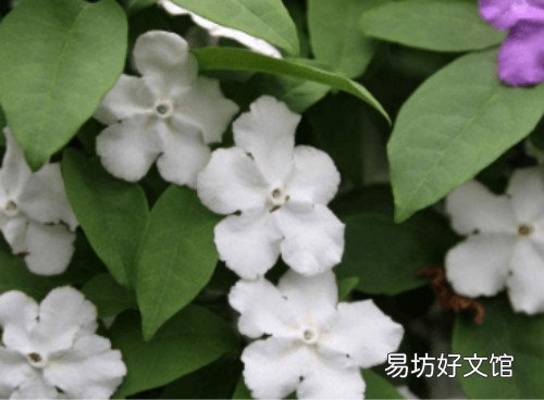 鸳鸯茉莉一年开几次花鸳鸯茉莉扦插繁殖详细步骤图解
