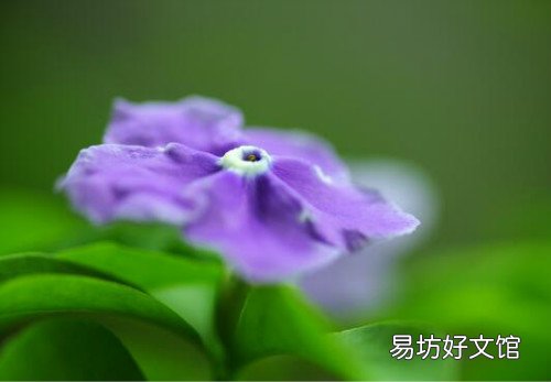 鸳鸯茉莉一年开几次花鸳鸯茉莉扦插繁殖详细步骤图解