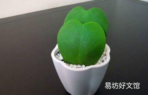 心葉球蘭掉葉子怎么辦心葉球蘭的栽培與繁殖