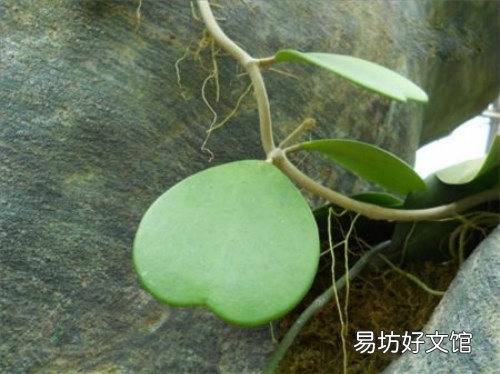 心葉球蘭掉葉子怎么辦心葉球蘭的栽培與繁殖