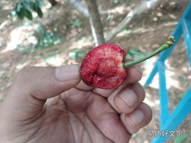 樱桃是热性还是凉性 樱桃吃多了的副作用