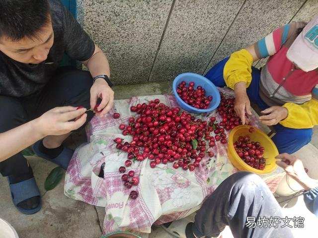 樱桃是热性还是凉性 樱桃吃多了的副作用