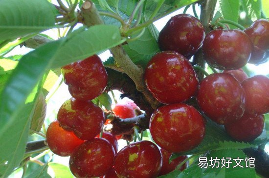 樱桃是热性还是凉性 樱桃吃多了的副作用
