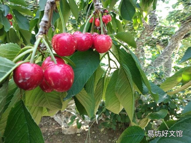 樱桃是热性还是凉性 樱桃吃多了的副作用