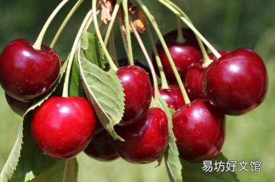 樱桃是热性还是凉性 樱桃吃多了的副作用