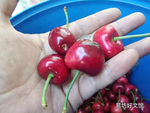 樱桃是热性还是凉性 樱桃吃多了的副作用