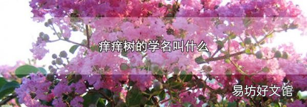 癢癢樹的學(xué)名叫什么