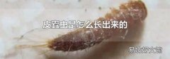 皮蠹虫是怎么长出来的