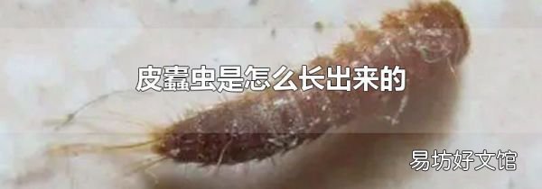 皮蠹蟲是怎么長出來的