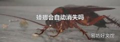 蟑螂会自动消失吗