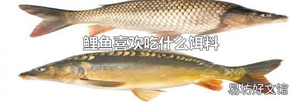 鲤鱼喜欢吃什么饵料